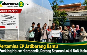Pertamina EP Jatibarang Bantu Packing House Hidroponik, Dorong Sayuran Lokal Naik Kelas