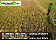 13 Ribu Hektare Sawah di Kandanghaur Terancam Kekeringan, DKPP Indramayu Percepat Normalisasi Irigasi