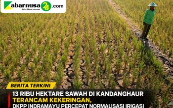 13 Ribu Hektare Sawah di Kandanghaur Terancam Kekeringan, DKPP Indramayu Percepat Normalisasi Irigasi