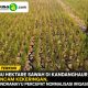 13 Ribu Hektare Sawah di Kandanghaur Terancam Kekeringan, DKPP Indramayu Percepat Normalisasi Irigasi