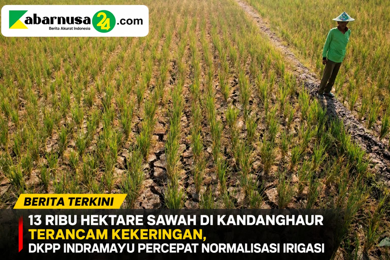 13 Ribu Hektare Sawah di Kandanghaur Terancam Kekeringan, DKPP Indramayu Percepat Normalisasi Irigasi