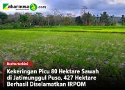 Kekeringan Picu 80 Hektare Sawah di Jatimunggul Puso, 427 Hektare Berhasil Diselamatkan IRPOM