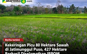 Kekeringan Picu 80 Hektare Sawah di Jatimunggul Puso, 427 Hektare Berhasil Diselamatkan IRPOM