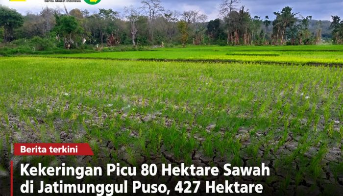 Kekeringan Picu 80 Hektare Sawah di Jatimunggul Puso, 427 Hektare Berhasil Diselamatkan IRPOM