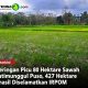 Kekeringan Picu 80 Hektare Sawah di Jatimunggul Puso, 427 Hektare Berhasil Diselamatkan IRPOM