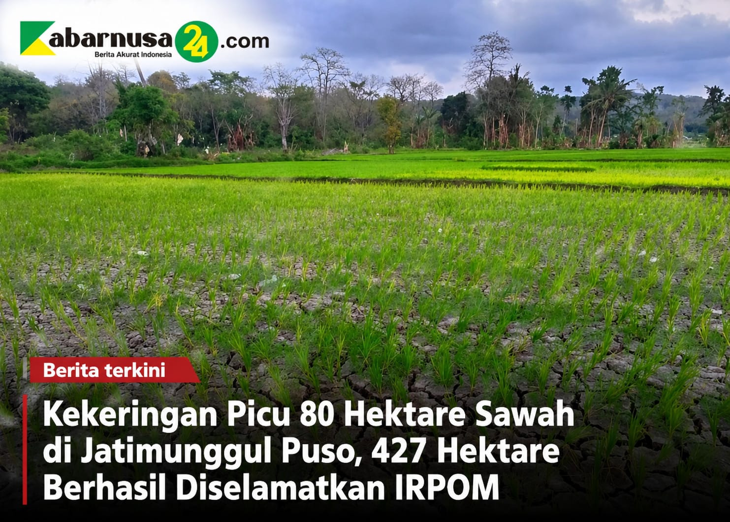 Kekeringan Picu 80 Hektare Sawah di Jatimunggul Puso, 427 Hektare Berhasil Diselamatkan IRPOM