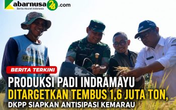 Produksi Padi Indramayu Ditargetkan Tembus 1,6 Juta Ton, DKPP Siapkan Antisipasi Kemarau Produksi Padi Indramayu Ditargetkan Tembus 1,6 Juta Ton, DKPP Siapkan Antisipasi Kemarau