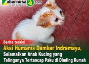 Aksi Humanis Damkar Indramayu, Selamatkan Anak Kucing yang Telinganya Tertancap Paku di Dinding Rumah