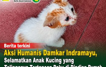 Aksi Humanis Damkar Indramayu, Selamatkan Anak Kucing yang Telinganya Tertancap Paku di Dinding Rumah