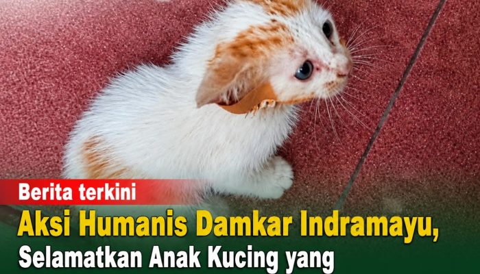 Aksi Humanis Damkar Indramayu, Selamatkan Anak Kucing yang Telinganya Tertancap Paku di Dinding Rumah