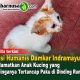 Aksi Humanis Damkar Indramayu, Selamatkan Anak Kucing yang Telinganya Tertancap Paku di Dinding Rumah