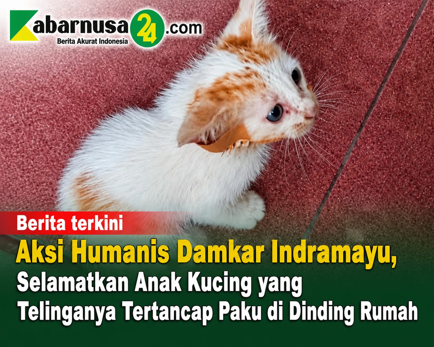 Aksi Humanis Damkar Indramayu, Selamatkan Anak Kucing yang Telinganya Tertancap Paku di Dinding Rumah