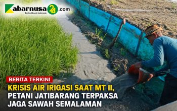Krisis Air Irigasi Saat MT II, Petani Jatibarang Terpaksa Jaga Sawah Semalaman Krisis Air Irigasi Saat MT II, Petani Jatibarang Terpaksa Jaga Sawah Semalaman