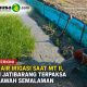 Krisis Air Irigasi Saat MT II, Petani Jatibarang Terpaksa Jaga Sawah Semalaman