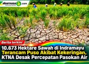 10.673 Hektare Sawah di Indramayu Terancam Puso Akibat Kekeringan, KTNA Desak Percepatan Pasokan Air