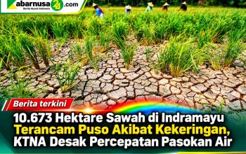 10.673 Hektare Sawah di Indramayu Terancam Puso Akibat Kekeringan, KTNA Desak Percepatan Pasokan Air 10.673 Hektare Sawah di Indramayu Terancam Puso Akibat Kekeringan, KTNA Desak Percepatan Pasokan Air