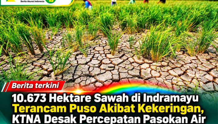 10.673 Hektare Sawah di Indramayu Terancam Puso Akibat Kekeringan, KTNA Desak Percepatan Pasokan Air