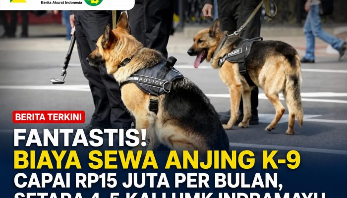 Fantastis! Biaya Sewa Anjing K-9 Capai Rp15 Juta per Bulan, Setara 4-5 Kali UMK Indramayu
