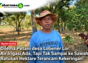 Dilema Petani desa Lobener Lor: Air Irigasi Ada, Tapi Tak Sampai ke Sawah, Ratusan Hektare Terancam Kekeringan