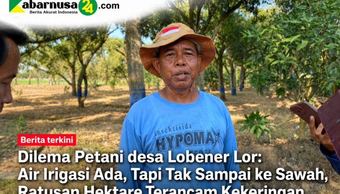 Dilema Petani desa Lobener Lor: Air Irigasi Ada, Tapi Tak Sampai ke Sawah, Ratusan Hektare Terancam Kekeringan