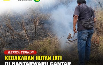 Kebakaran Hutan Jati di Bantarwaru Gantar, Api Berhasil Dipadamkan Sebelum Meluas