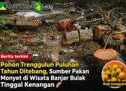 Pohon Trenggulun Puluhan Tahun Ditebang, Sumber Pakan Monyet di Wisata Banjar Bulak Tinggal Kenangan