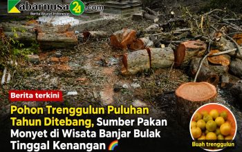 Pohon Trenggulun Puluhan Tahun Ditebang, Sumber Pakan Monyet di Wisata Banjar Bulak Tinggal Kenangan