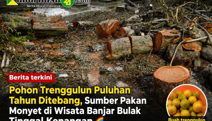 Pohon Trenggulun Puluhan Tahun Ditebang, Sumber Pakan Monyet di Wisata Banjar Bulak Tinggal Kenangan
