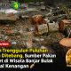 Pohon Trenggulun Puluhan Tahun Ditebang, Sumber Pakan Monyet di Wisata Banjar Bulak Tinggal Kenangan