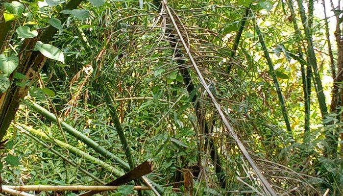 Lahan Keluarga Diklaim, Tanaman Diduga Dirusak Dua Kali: T. Liza Minta Aparat Turun Tangan Lahan Keluarga Diklaim, Tanaman Diduga Dirusak Dua Kali: T. Liza Minta Aparat Turun Tangan
