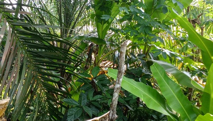 Lahan Keluarga Diklaim, Tanaman Diduga Dirusak Dua Kali: T. Liza Minta Aparat Turun Tangan Lahan Keluarga Diklaim, Tanaman Diduga Dirusak Dua Kali: T. Liza Minta Aparat Turun Tangan