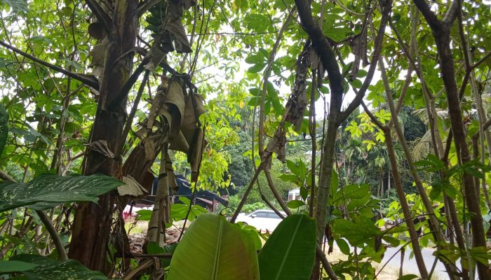 Lahan Keluarga Diklaim, Tanaman Diduga Dirusak Dua Kali: T. Liza Minta Aparat Turun Tangan Lahan Keluarga Diklaim, Tanaman Diduga Dirusak Dua Kali: T. Liza Minta Aparat Turun Tangan