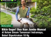 Bikin Geger! Dua Ikan Jumbo Muncul di Kolam Umum Tamansari Indramayu, Bobot Diperkirakan 10 Kg