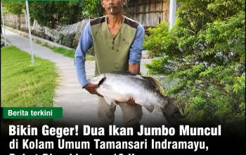 Bikin Geger! Dua Ikan Jumbo Muncul di Kolam Umum Tamansari Indramayu, Bobot Diperkirakan 10 Kg Bikin Geger! Dua Ikan Jumbo Muncul di Kolam Umum Tamansari Indramayu, Bobot Diperkirakan 10 Kg