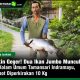 Bikin Geger! Dua Ikan Jumbo Muncul di Kolam Umum Tamansari Indramayu, Bobot Diperkirakan 10 Kg