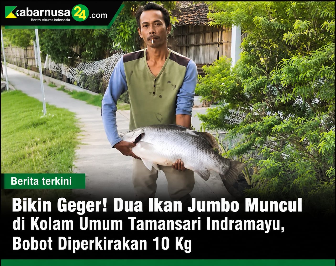 Bikin Geger! Dua Ikan Jumbo Muncul di Kolam Umum Tamansari Indramayu, Bobot Diperkirakan 10 Kg