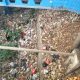 Kali di Samping SDN Sawangan 01 Jalan Raya Muchtar Depok Penuh Sampah, Pengamat: Di Mana Pengawasan dan Anggaran Kebersihan