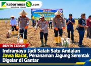 Indramayu Jadi Salah Satu Andalan Jawa Barat, Penanaman Jagung Serentak Digelar di Gantar