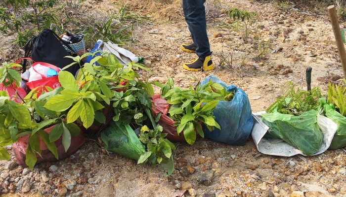 Bersama PLN Indonesia Power UBP Labuhan Angin, Yayasan Jamil Solution Dorong Gerakan Penghijauan Bersama PLN Indonesia Power UBP Labuhan Angin, Yayasan Jamil Solution Dorong Gerakan Penghijauan