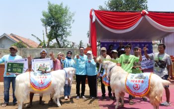 Bukan Sekedar Kontes, Pemkab Lumajang Bidik Regenerasi Peternak dan Nilai Ekonomi Ternak Lokal Bukan Sekedar Kontes, Pemkab Lumajang Bidik Regenerasi Peternak dan Nilai Ekonomi Ternak Lokal