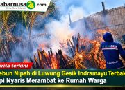 Kebun Nipah di Luwung Gesik Indramayu Terbakar, Api Nyaris Merambat ke Rumah Warga