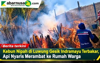 Kebun Nipah di Luwung Gesik Indramayu Terbakar, Api Nyaris Merambat ke Rumah Warga Kebun Nipah di Luwung Gesik Indramayu Terbakar, Api Nyaris Merambat ke Rumah Warga