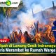 Kebun Nipah di Luwung Gesik Indramayu Terbakar, Api Nyaris Merambat ke Rumah Warga