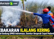 Kebakaran Ilalang Kering Dekat Gedung DPRD Indramayu, Damkar Bergerak Cepat Padamkan Api