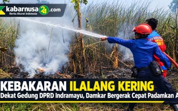 Kebakaran Ilalang Kering Dekat Gedung DPRD Indramayu, Damkar Bergerak Cepat Padamkan Api Kebakaran Ilalang Kering Dekat Gedung DPRD Indramayu, Damkar Bergerak Cepat Padamkan Api