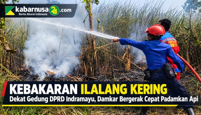 Kebakaran Ilalang Kering Dekat Gedung DPRD Indramayu, Damkar Bergerak Cepat Padamkan Api