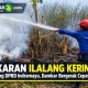 Kebakaran Ilalang Kering Dekat Gedung DPRD Indramayu, Damkar Bergerak Cepat Padamkan Api