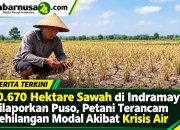 10.670 Hektare Sawah di Indramayu Dilaporkan Puso, Petani Terancam Kehilangan Modal Akibat Krisis Air