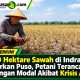 10.670 Hektare Sawah di Indramayu Dilaporkan Puso, Petani Terancam Kehilangan Modal Akibat Krisis Air