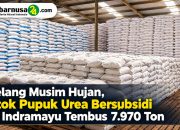Jelang Musim Hujan, Stok Pupuk Urea Bersubsidi di Indramayu Tembus 7.970 Ton